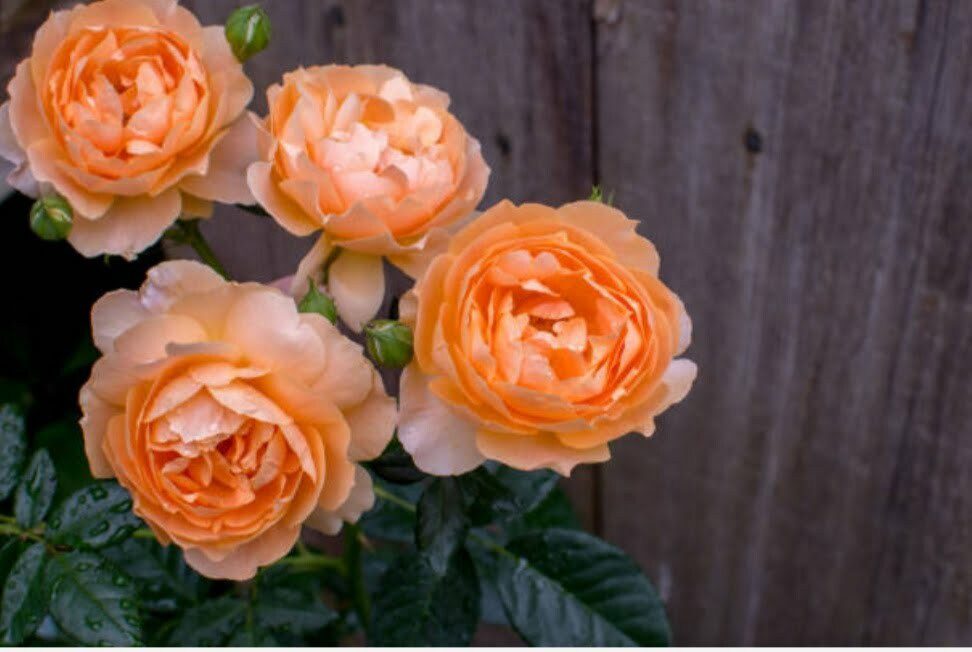 Peach Rose Picture