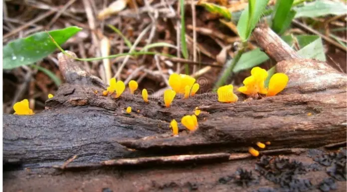 yellow-fungus-symptoms